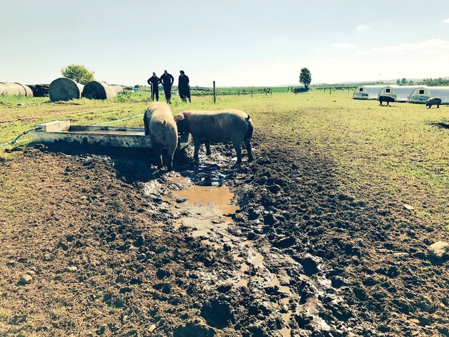 schweine im schlamm essen