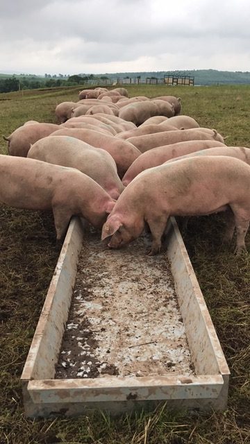 Varkens die aan het eten zijn